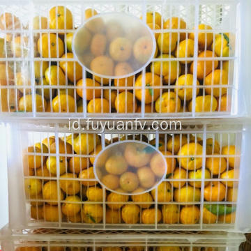 Nanfeng Baby Mandarin Top